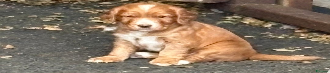 Cocker Spaniel Puppy 1