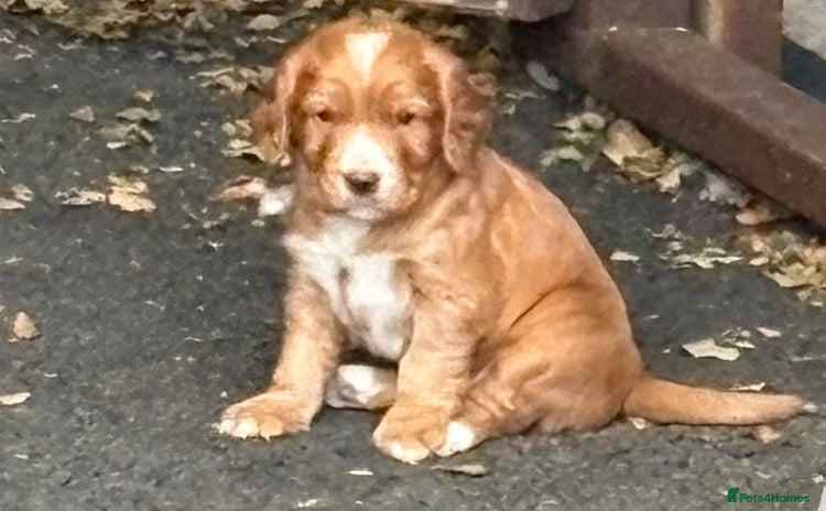 Cocker Spaniel dogs - Advert 9