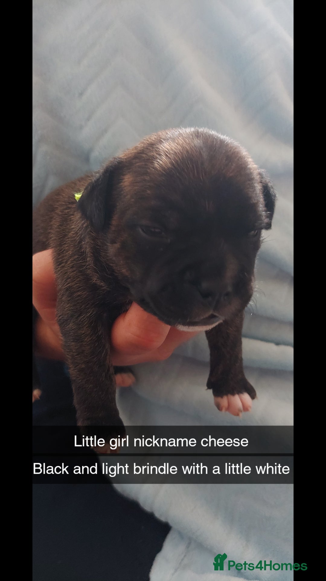 Staffordshire Bull Terrier dogs for sale: Staffordshire bull terrier puppies  - Image 8