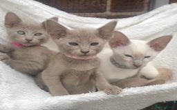 Mixed Breed cats for sale: Oriental X Siamese  - Image 22