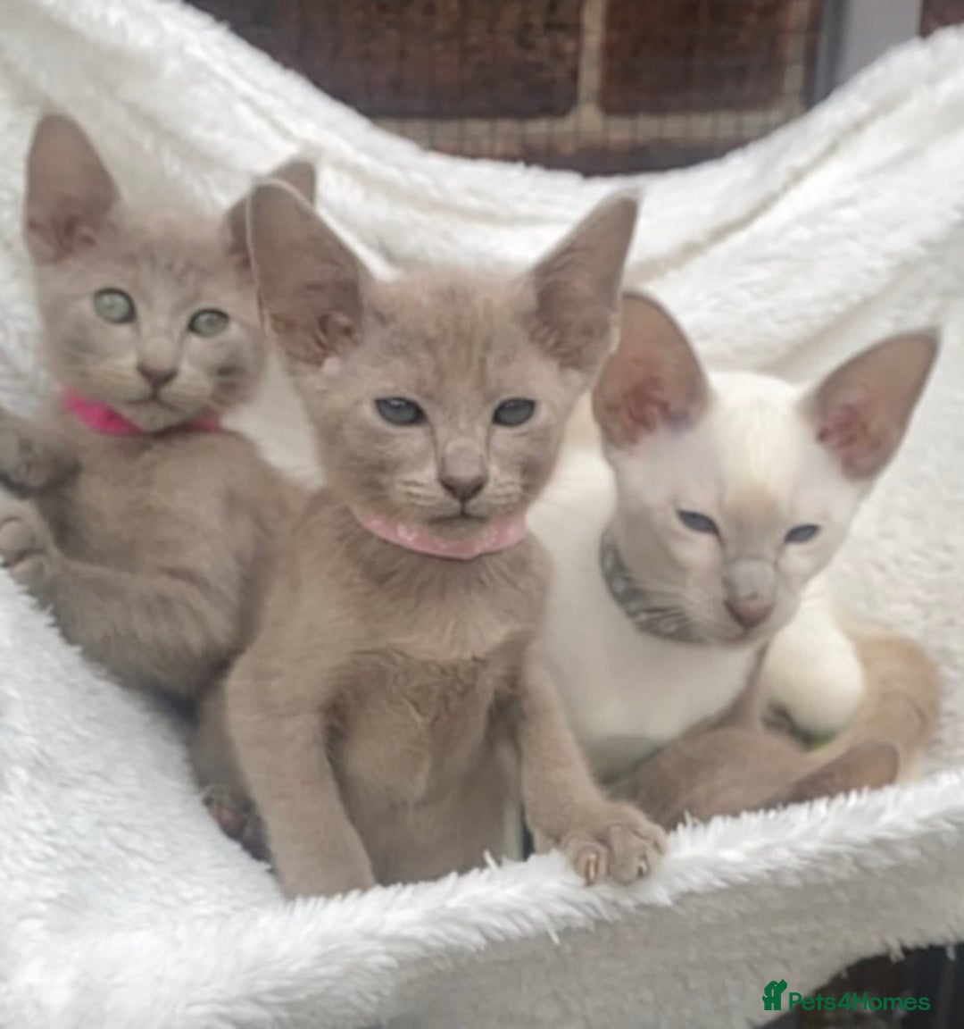 Mixed Breed cats for sale: Oriental X Siamese  - Image 22