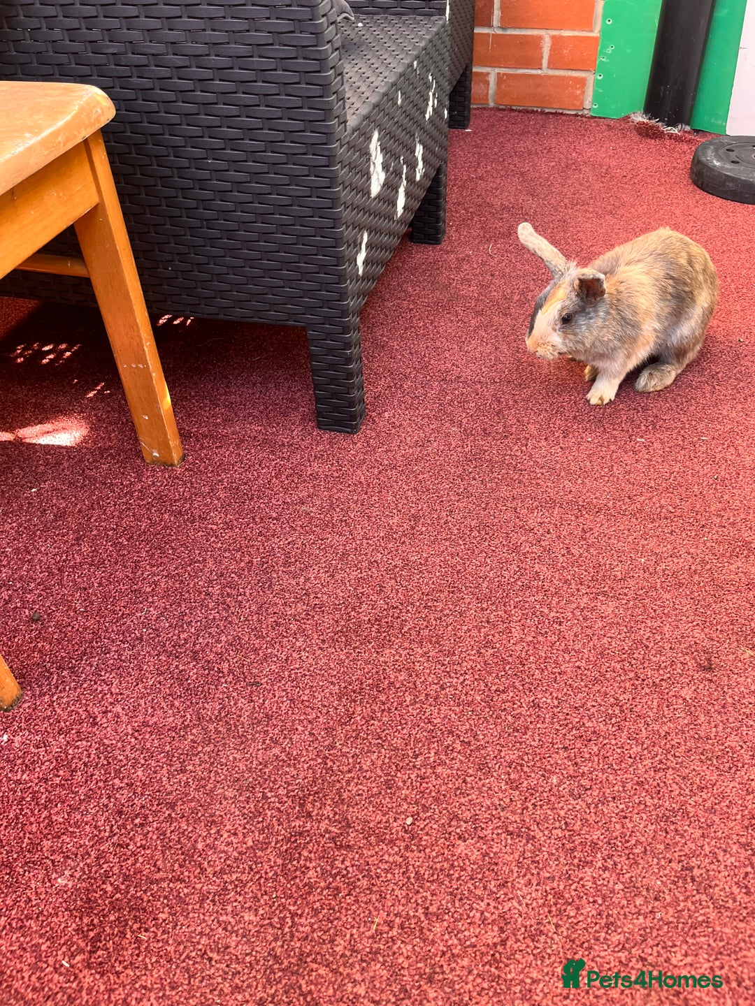 English Lop rabbits for sale: Coco and cookie  - Image 4
