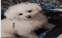 Mixed Breed dogs for sale: 🐶 Adorable La-Chon Puppies-Ready 1st December 🐶 - Image 18