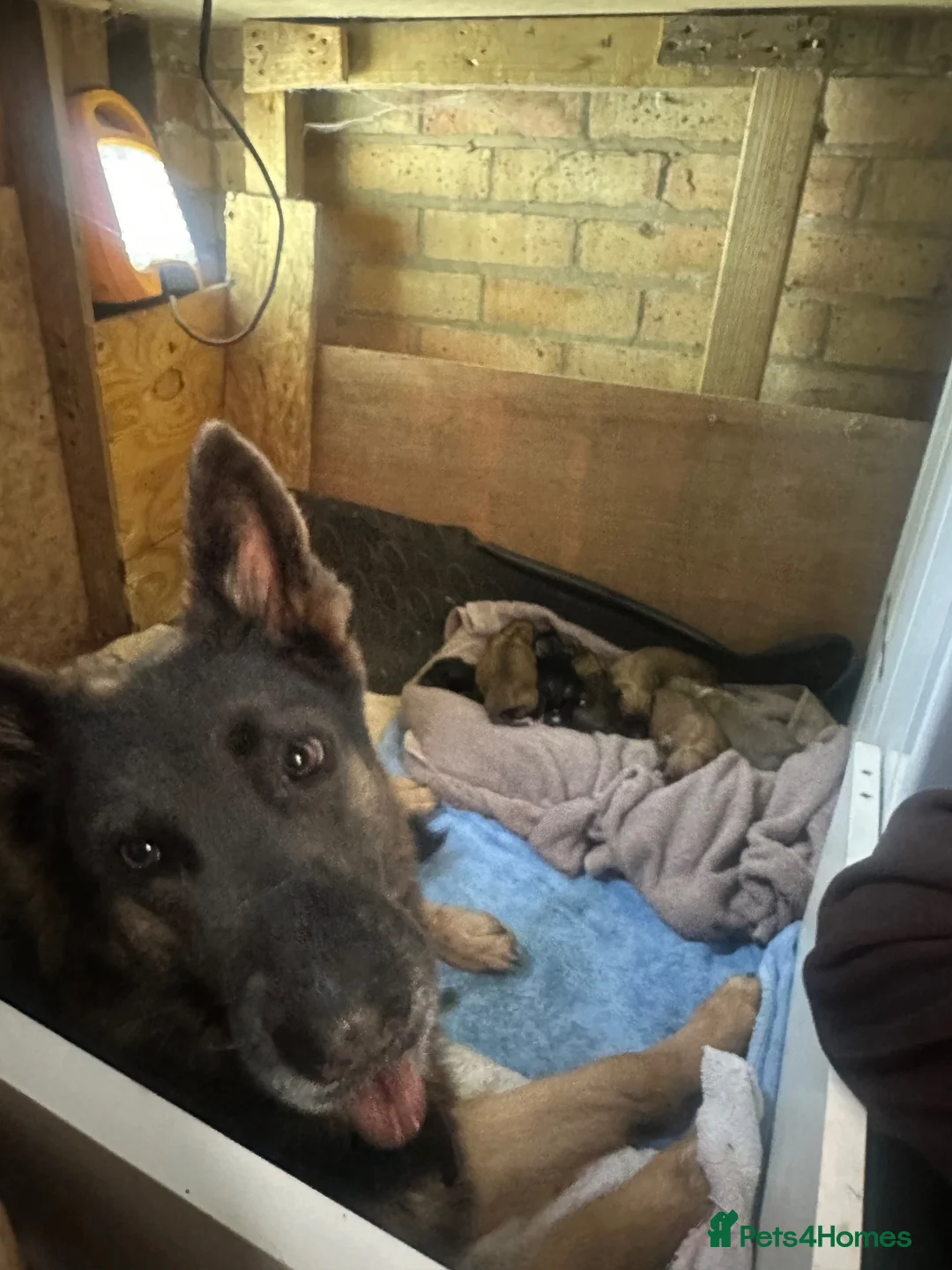 Mixed Breed dogs for sale: Saluki x German shepherd lurcher puppy  - Advert 6