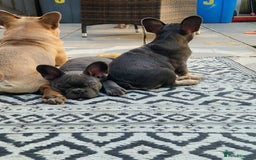 French Bulldog dogs for sale: French Bulldog puppies (1 lilac and tan left) - Image 11
