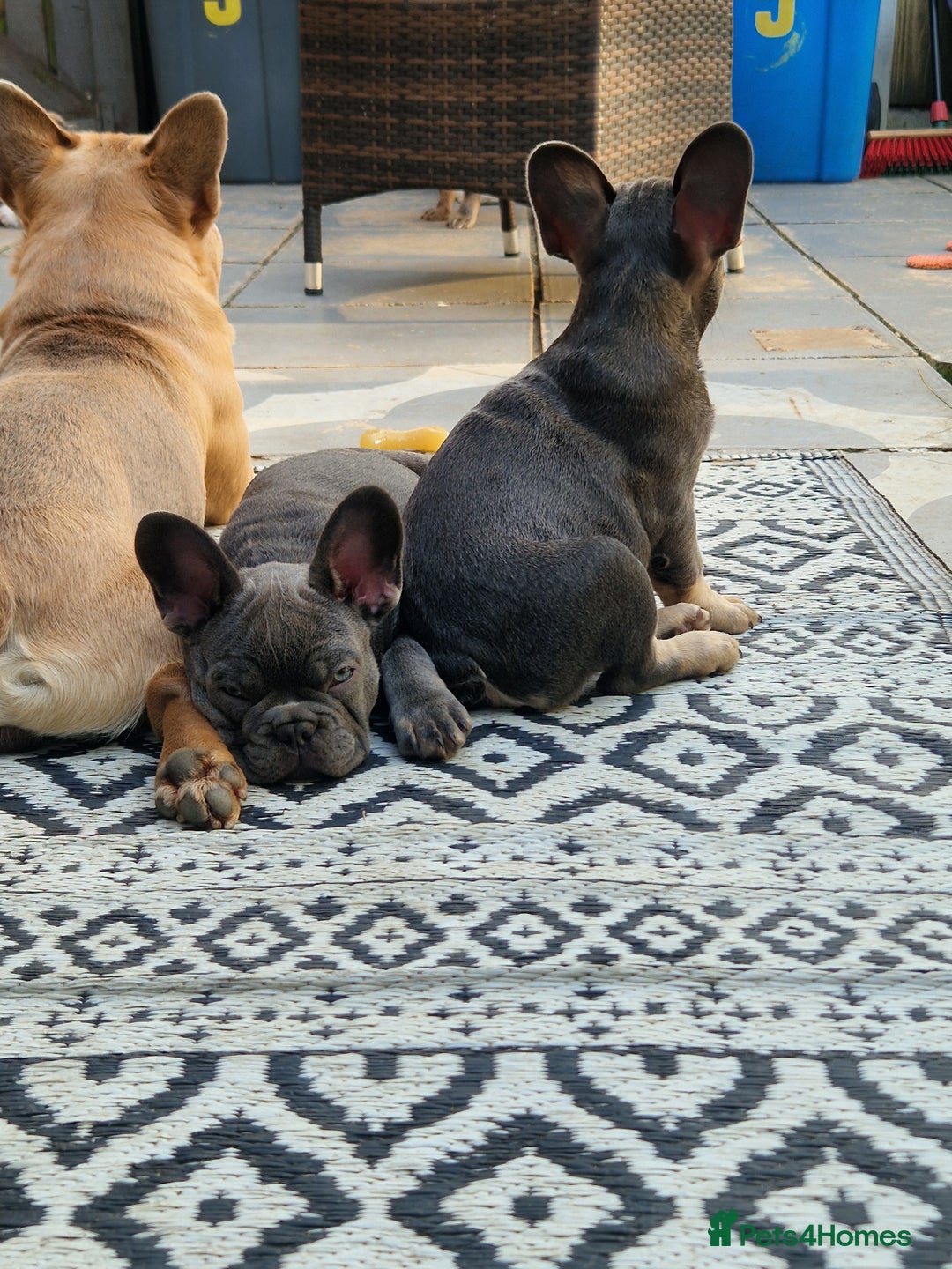 French Bulldog dogs for sale: French Bulldog puppies (1 lilac and tan left) - Image 11