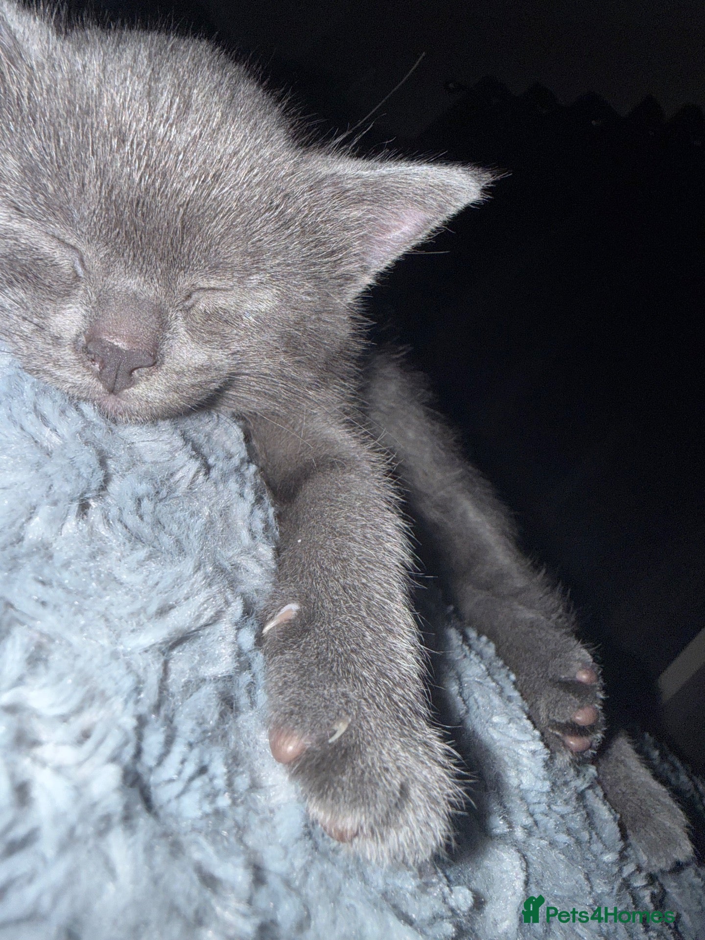 Mixed Breed cats for sale: Lovely Gray kittens one boy one girl - Advert 4