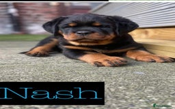 Rottweiler dogs for stud: Stunning KC registered fully health tested male   in Burnley - Image 16