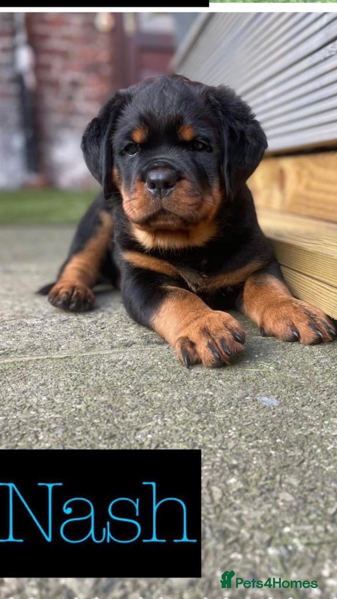 Rottweiler dogs for stud: Stunning KC registered fully health tested male   in Burnley - Image 16