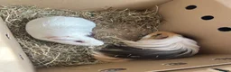 Guinea Pig rodents for sale: Male guinea pig pair (free to loving home)  in Hartlepool - Advert 4