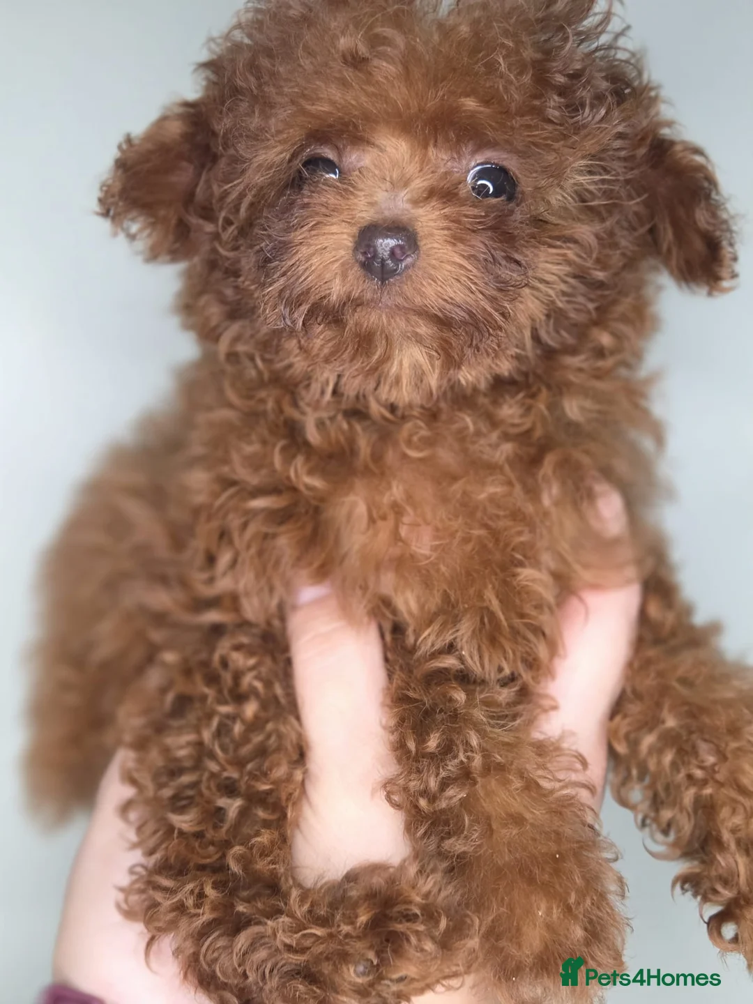 Toy Poodle dogs for sale: Full Asian girl - Advert 15