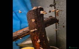 Snails invertebrates for sale: Giant African Land Snails - Image 1