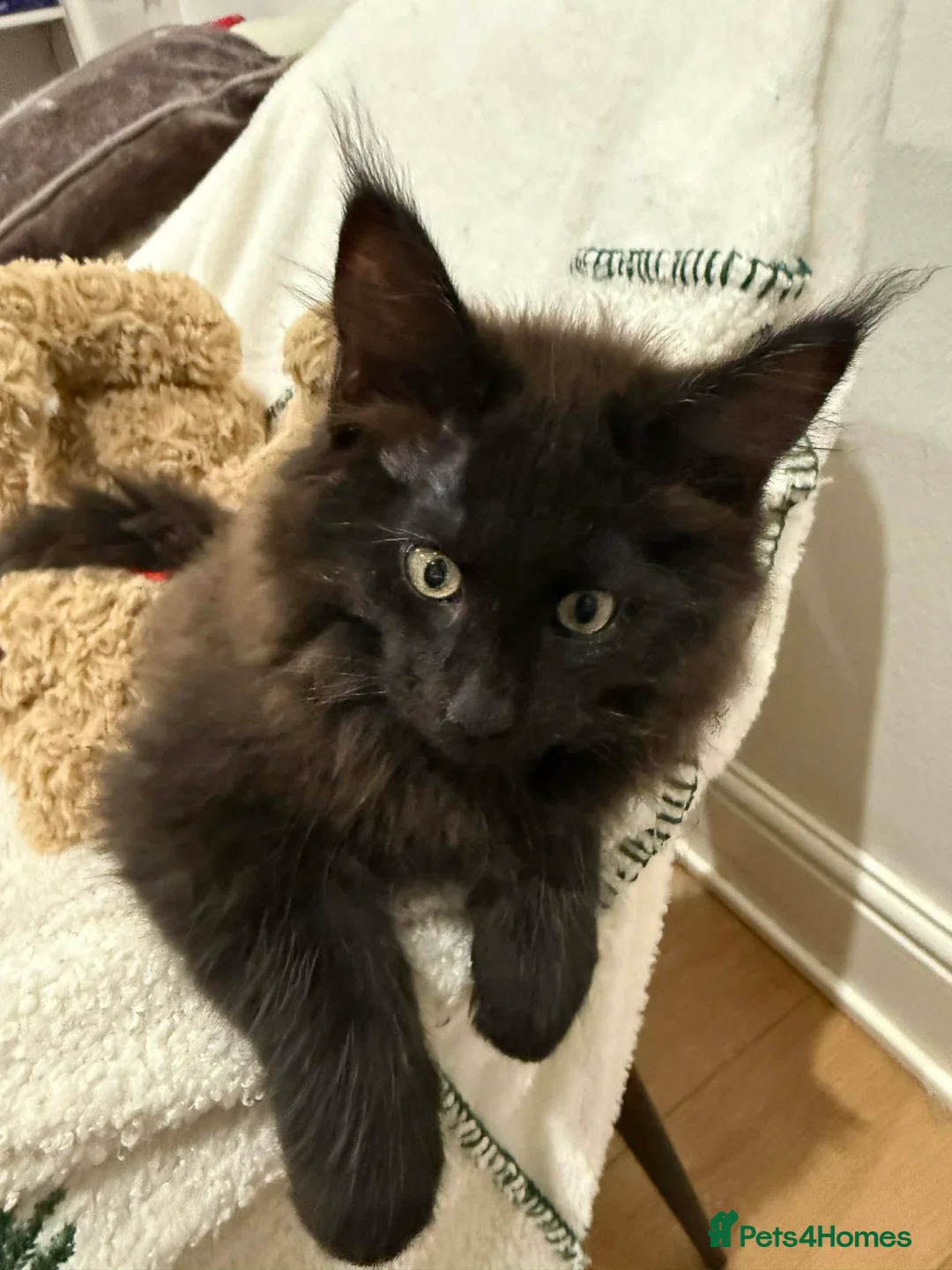 Maine Coon cats for sale: Registered Maine coon - Advert 8