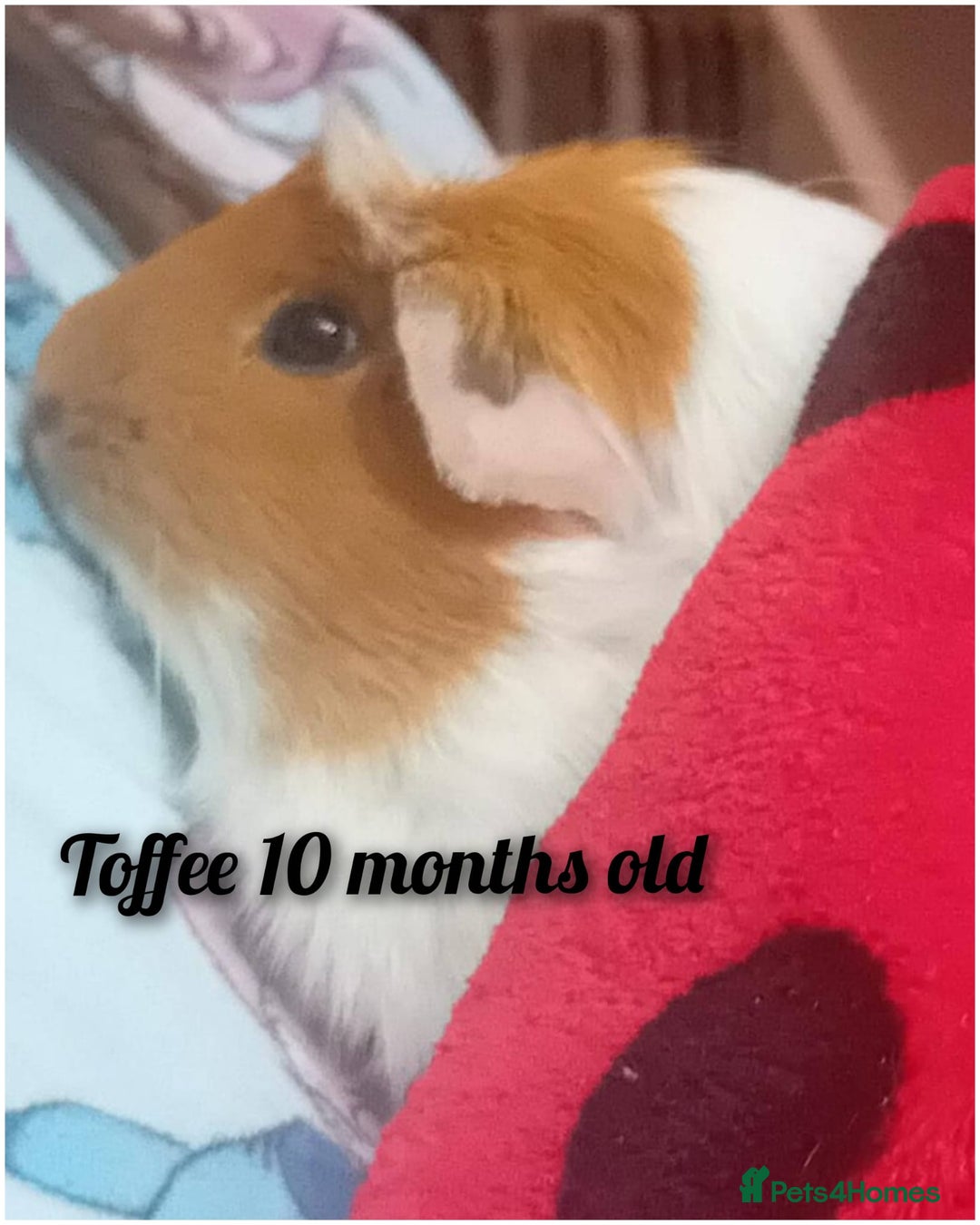 Guinea Pig rodents for sale: Guinea pigs  - Advert 3