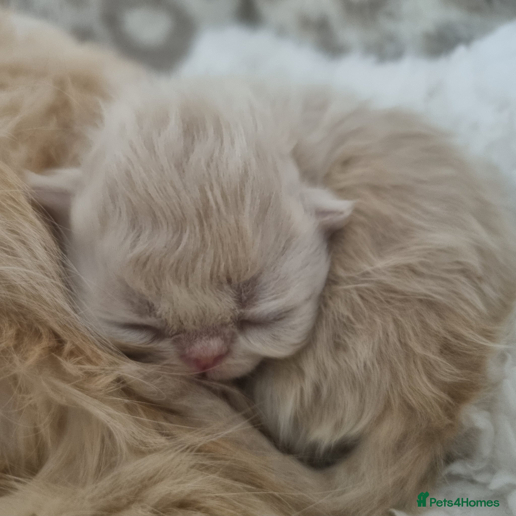 Persian cats Beautiful cream persian babies  - Advert 3