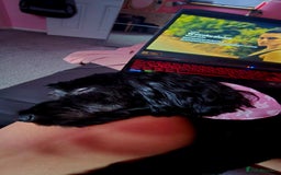 Cockapoo dogs for sale: Molly F1 cockapoo 💝 - Advert 11