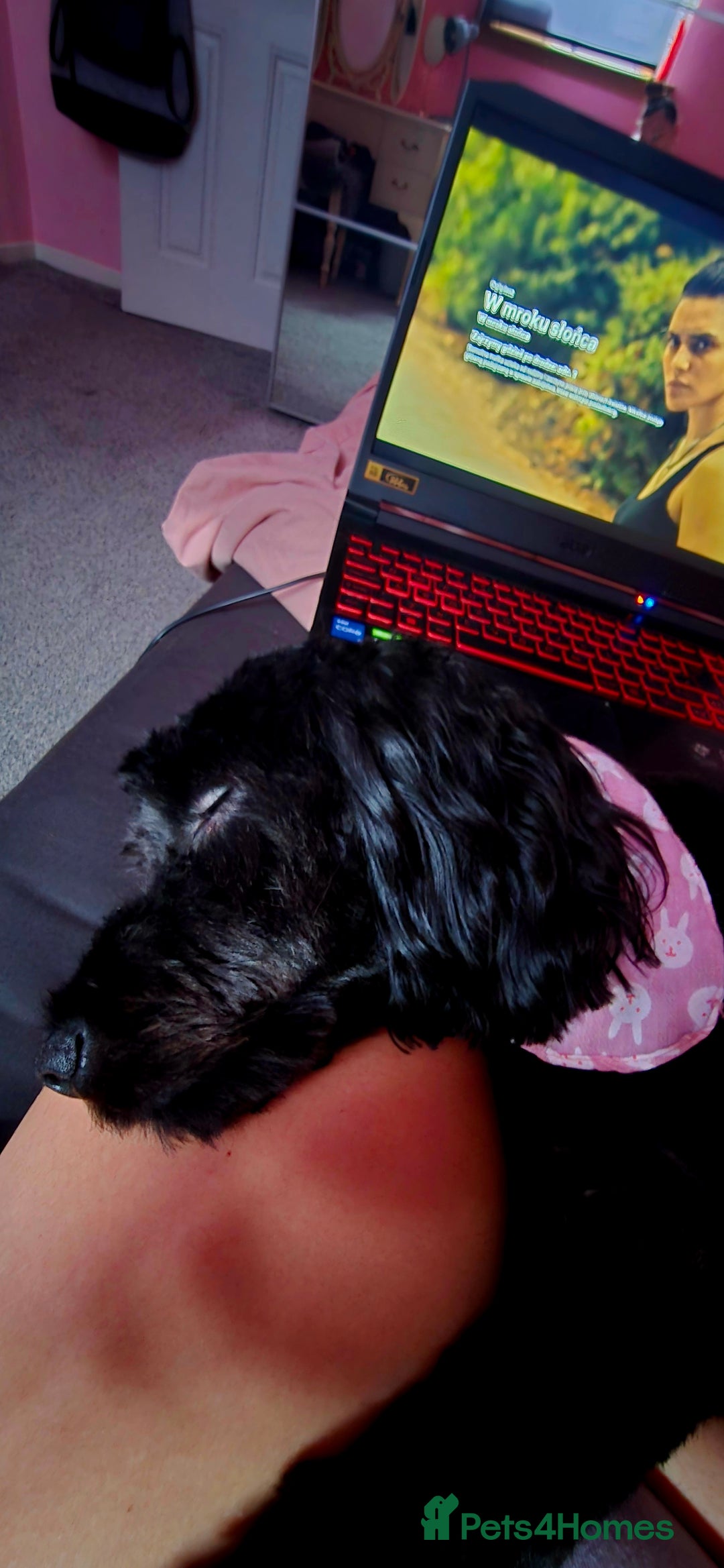 Cockapoo dogs for sale: Molly F1 cockapoo 💝 - Advert 11