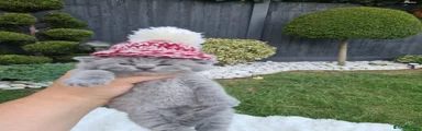 British Shorthair 5