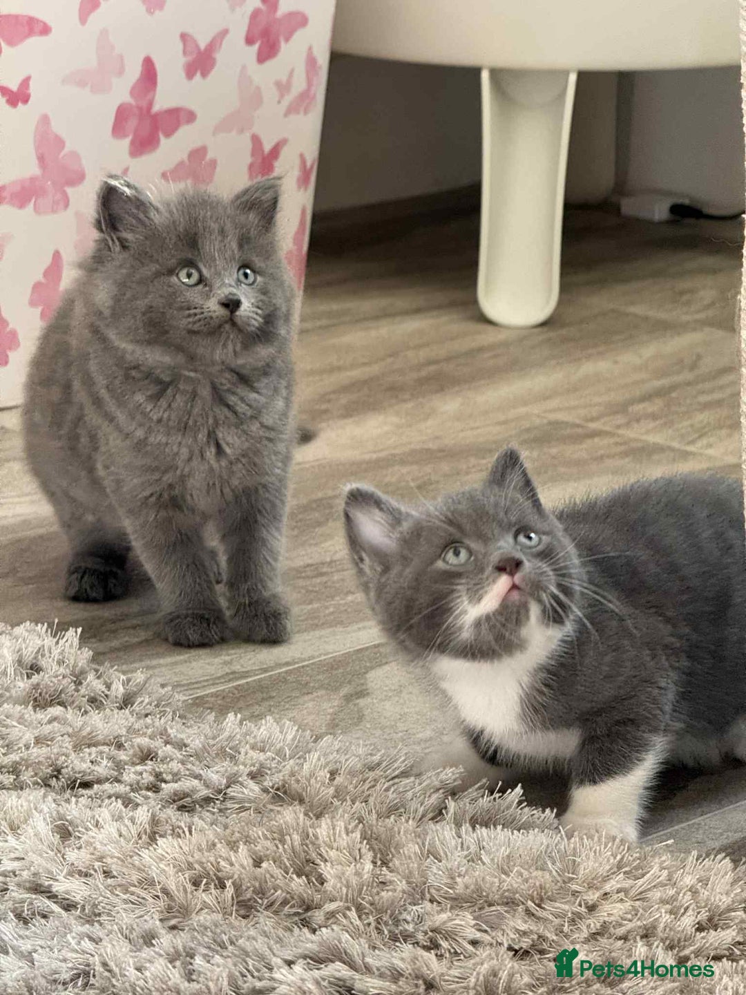 Persian cats for sale: Persian x kittens  - Image 6