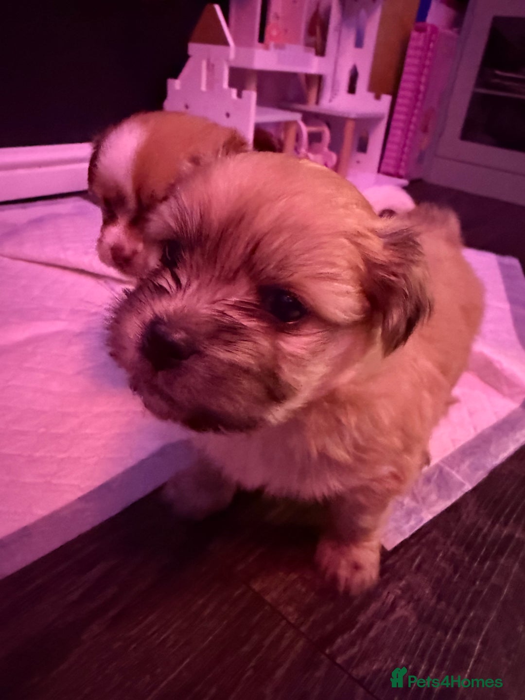 Mixed Breed dogs for sale: Beautiful pups for sale!  - Advert 5
