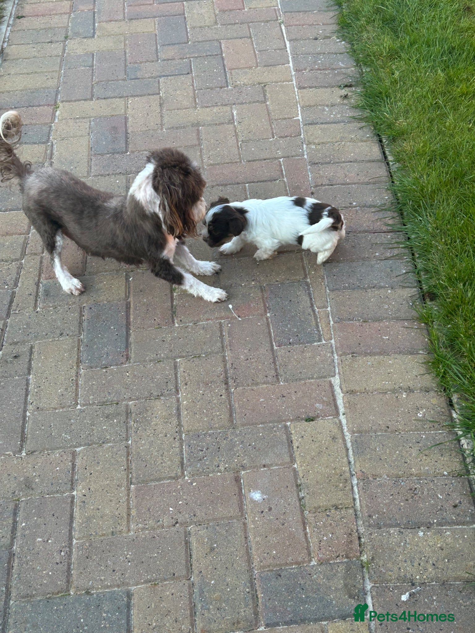 Havanese dogs Exceptional KC Reg Havanese Puppies – 5⭐ Pedigree, - Advert 1