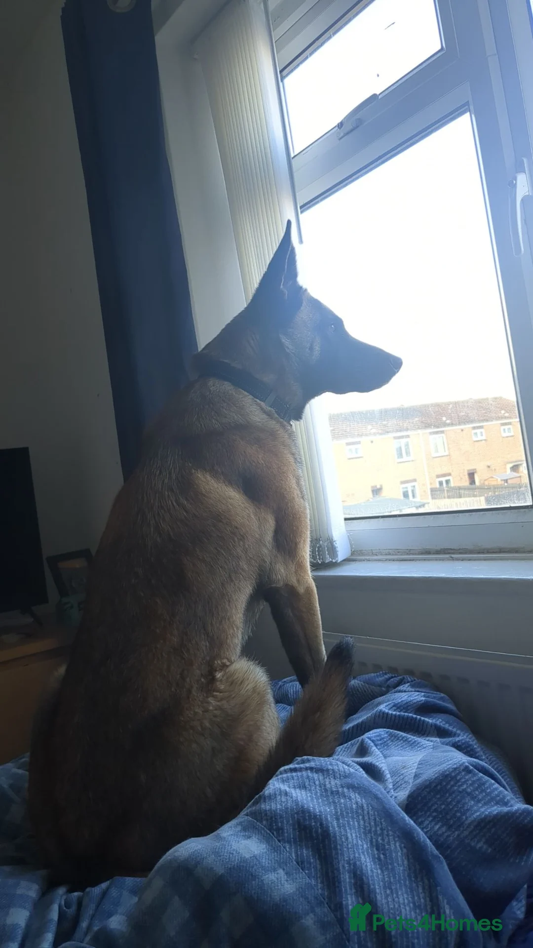 Belgian Shepherd Dog dogs for stud: Looking for a stud for my female Belgian malinios  in Hartlepool - Advert 2