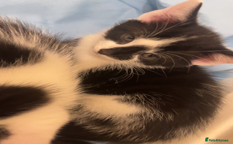 Mixed Breed cats - Advert 7