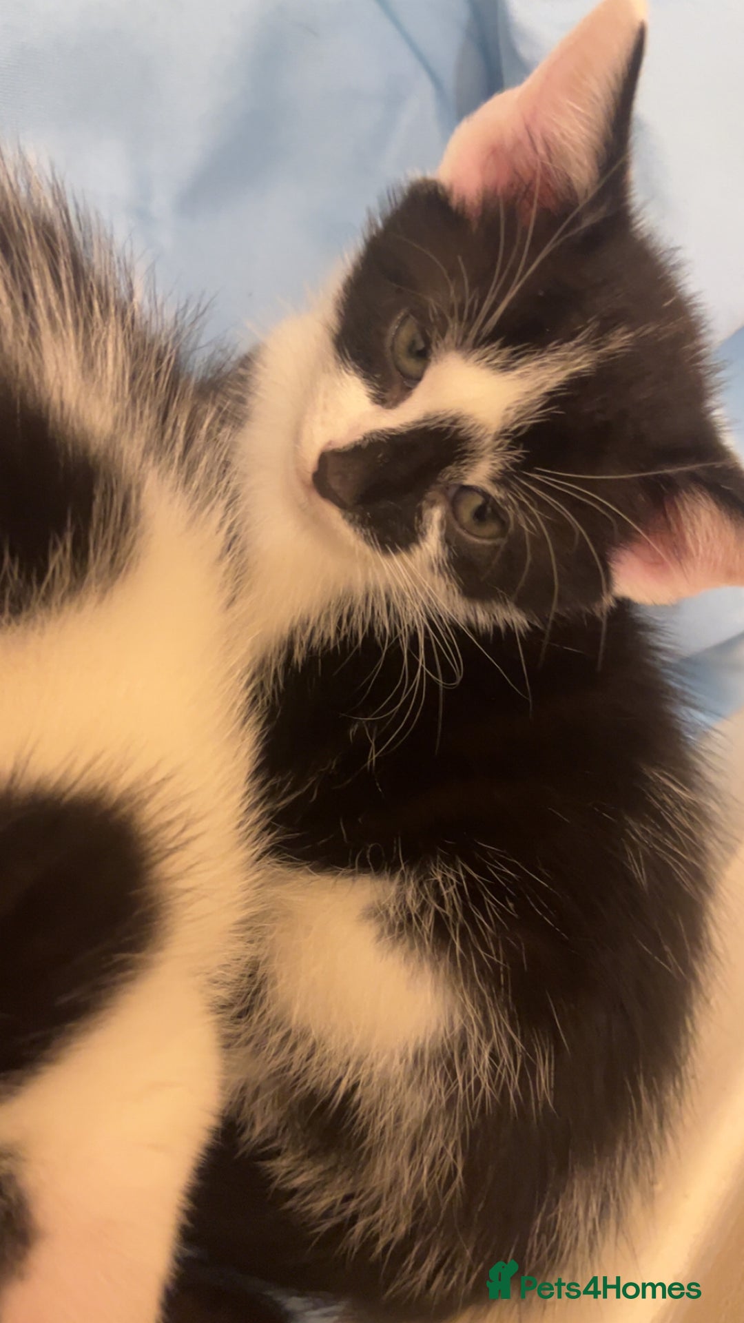 Mixed Breed cats for sale: 2 male kittens for sale - Image 1