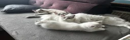 Ragdoll cats for sale: Ready for new home sweets kittens  - Advert 1