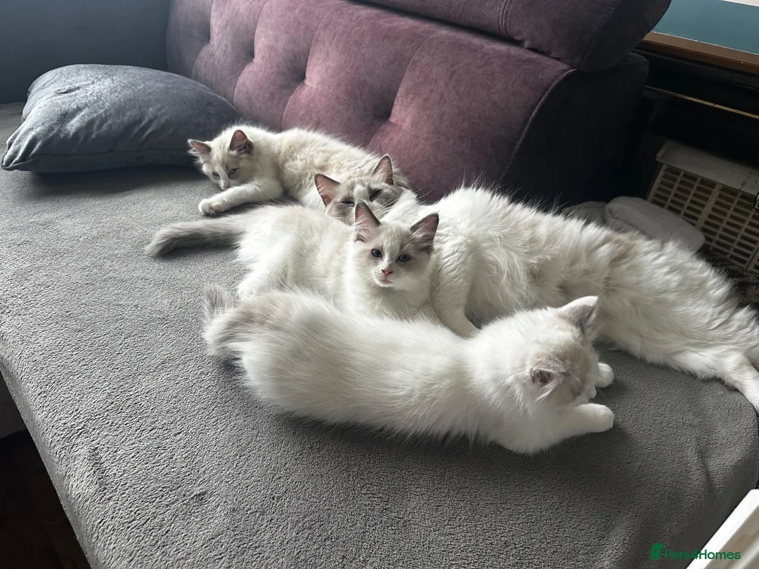 Ragdoll cats for sale: Ready for new home sweets kittens  - Advert 1