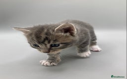 Mixed Breed cats for sale: Beautiful British Shorthair Mix Kittens - Image 5