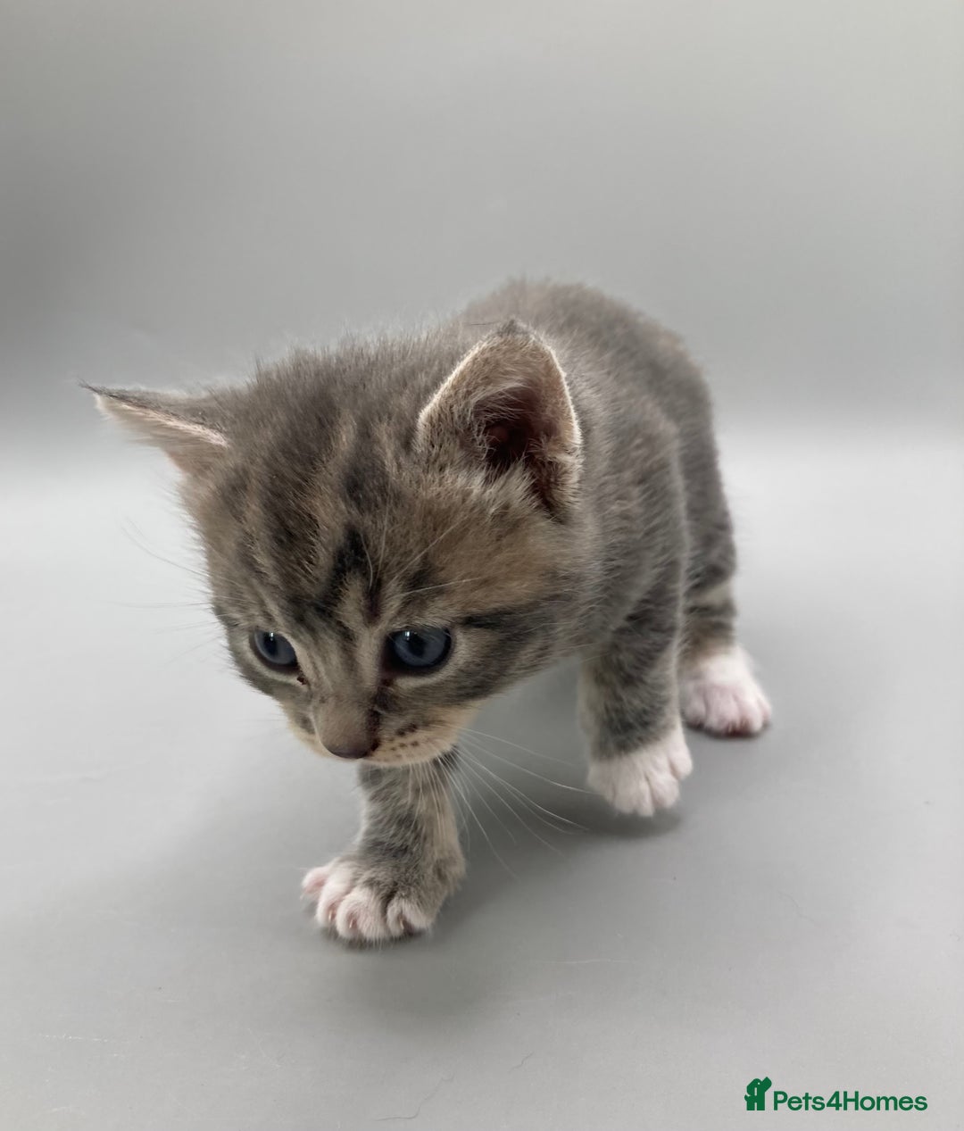 Mixed Breed cats for sale: Beautiful British Shorthair Mix Kittens - Image 5