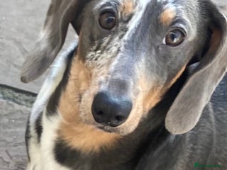 Dachshund dogs in York - Advert 1