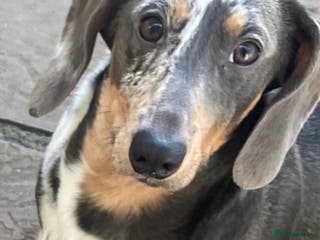 Dachshund dogs Miniature Daschund for Stud in York - Advert 3