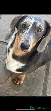 Dachshund dogs in York - Advert 1