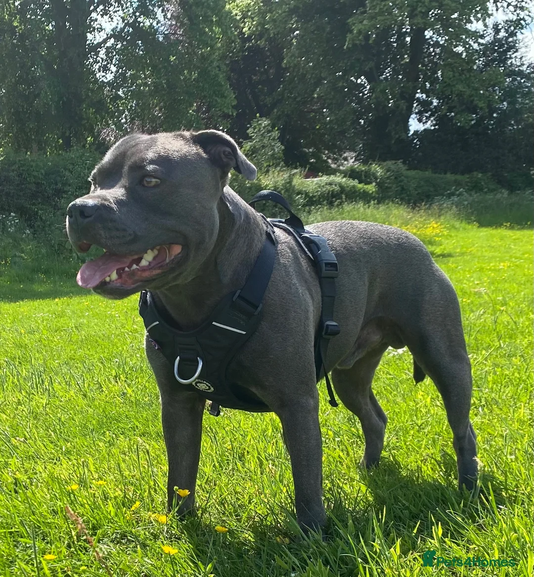 Staffordshire Bull Terrier dogs for stud: For stud in Chesterfield - Advert 2