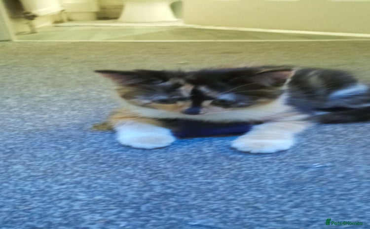 Domestic Shorthair cats - Advert 16
