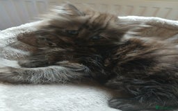 Mixed Breed cats for sale: British long hair cross Ragdoll  - Image 22