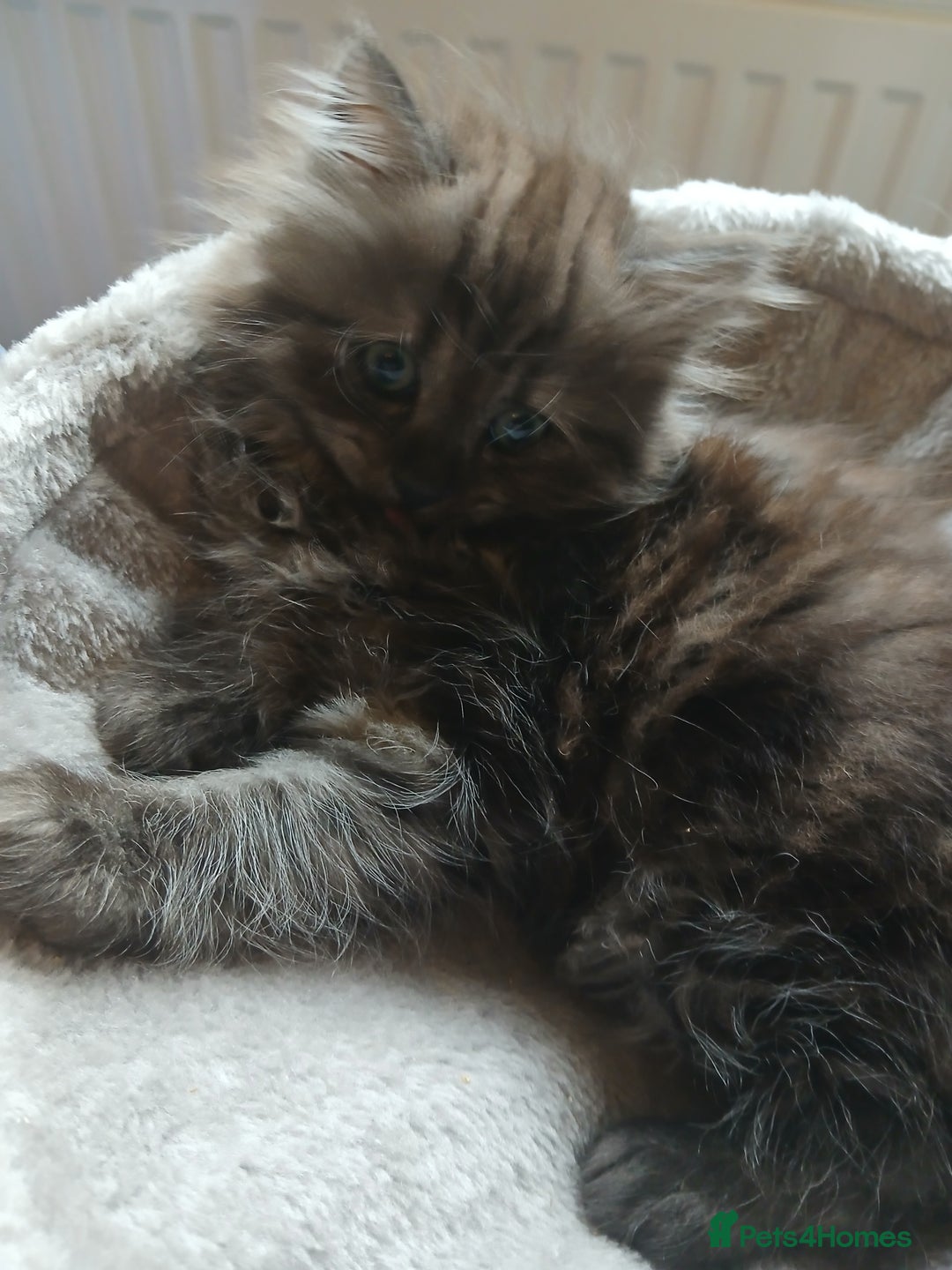 Mixed Breed cats for sale: British long hair cross Ragdoll  - Image 22