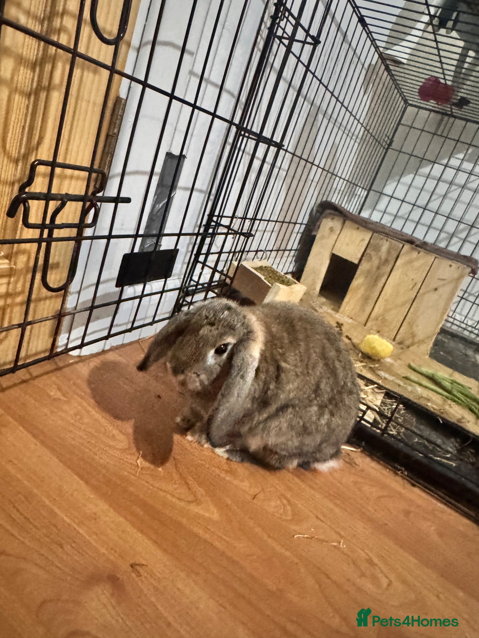 Mixed Breed rabbits Rabbit  - Advert 1