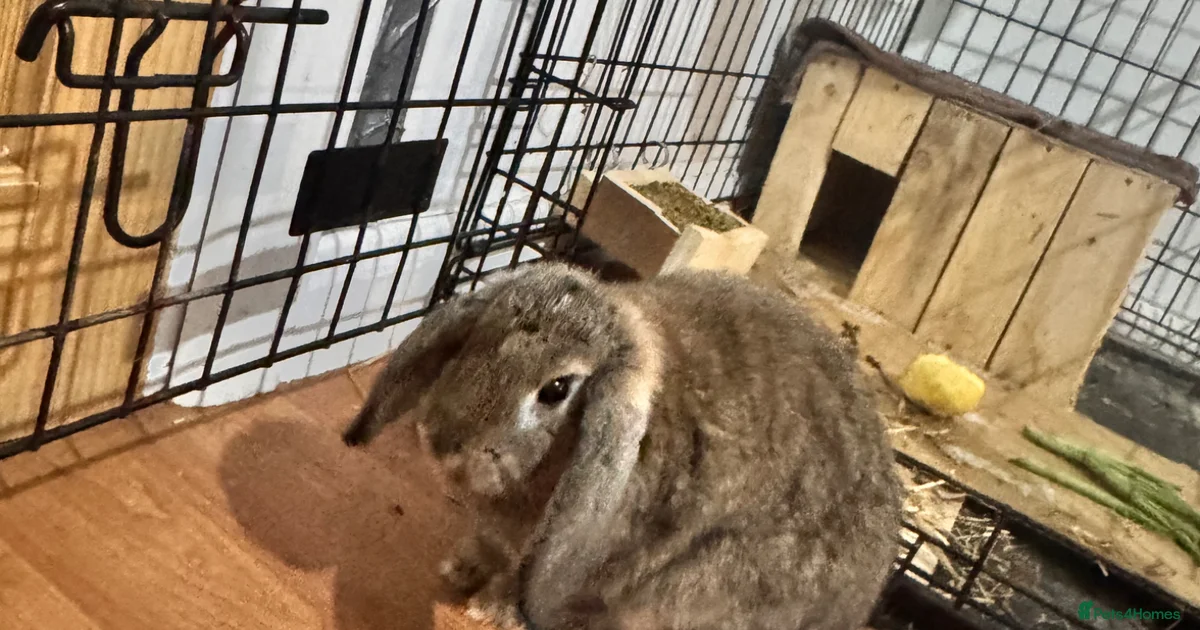 Rabbit for sale in Washington | Pets4Homes
