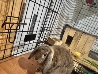 Mixed Breed rabbits Rabbit - Advert 4