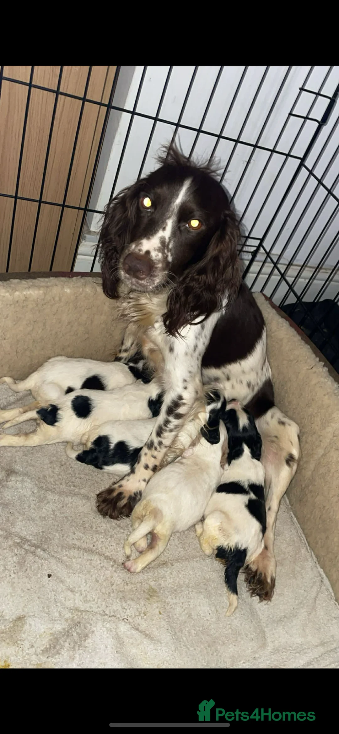Cocker Spaniel dogs for sale: Roan cocker spaniel puppies  - Advert 1