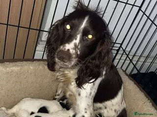 Cocker Spaniel dogs Roan cocker spaniel puppies - Advert 1