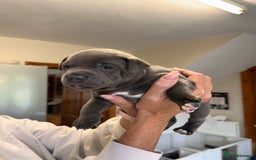 Staffordshire Bull Terrier dogs for sale: Exceptional Champion Pedigree, beautiful blues!! - Image 11