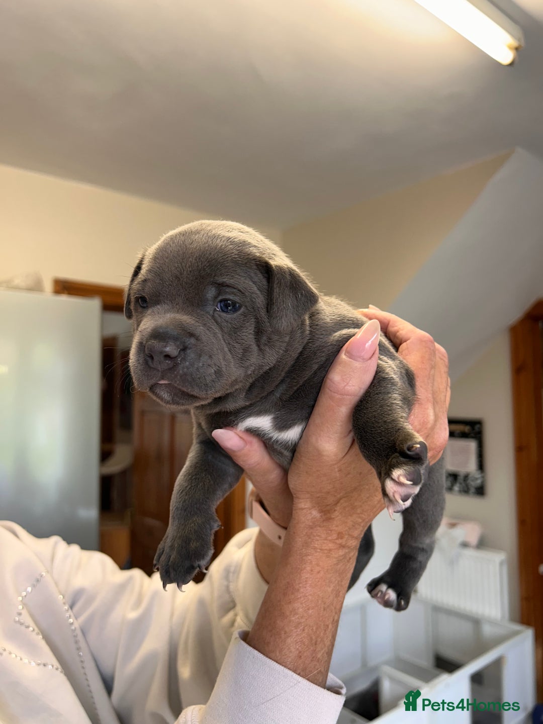 Staffordshire Bull Terrier dogs for sale: Exceptional Champion Pedigree, beautiful blues!! - Image 11