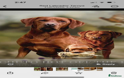 Labrador Retriever dogs for sale: KC Registered Fox Red Labrador puppies - Image 3