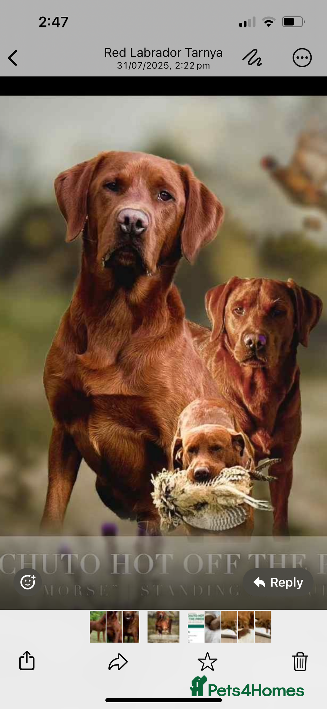 Labrador Retriever dogs for sale: KC Registered Fox Red Labrador puppies - Image 3