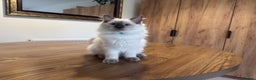Ragdoll cats for sale: 6 Gorgeous Full Breed Ragdoll Kittens Ready to Go! - Advert 37