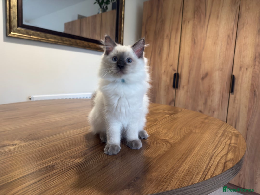 Ragdoll cats for sale: 6 Gorgeous Full Breed Ragdoll Kittens Ready to Go! - Advert 37